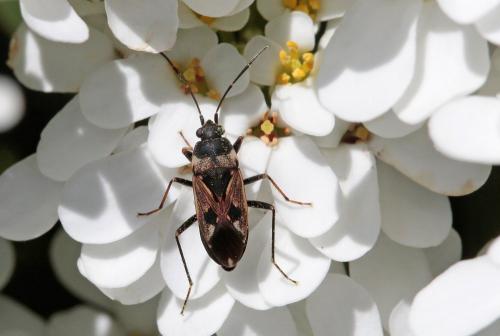 Rhyparochromus vulgaris